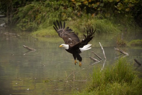 Framed Bald Eagle Soaring over Lake Print