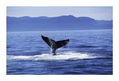 Framed Tail fin of a Humpback Whale in the sea, Alaska, USA Print