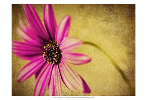 Framed Fuchsia Daisy III Print