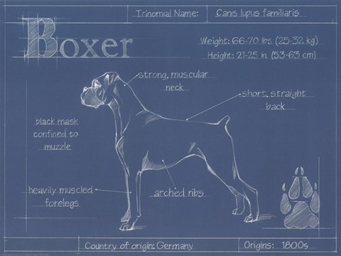 Framed Blueprint Boxer Print