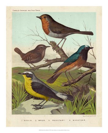 Framed Robin, Wren &amp; Redstart Print