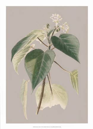 Framed Botanical Cabinet II Print