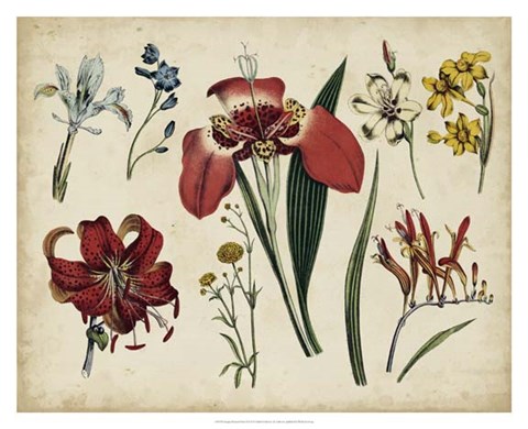 Framed Antique Botanical Chart II Print