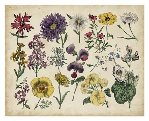 Framed Antique Botanical Chart IV Print