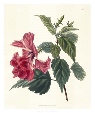 Framed Rose Hibiscus II Print