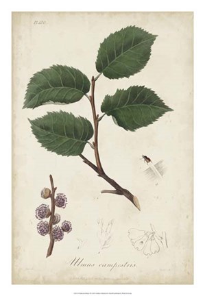 Framed Medicinal Botany III Print