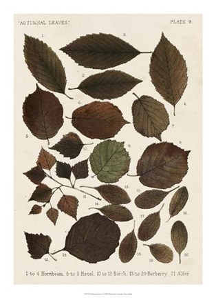 Framed Autumnal Leaves VI Print
