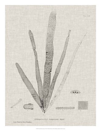 Framed Charcoal &amp; Linen Seaweed II Print