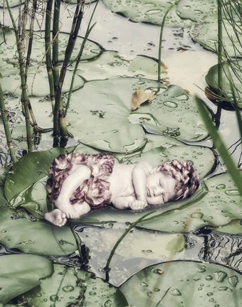 Framed Sleeping on Lily Pads Print