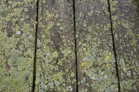 Framed Close of Pier with Speckled with Moss Print
