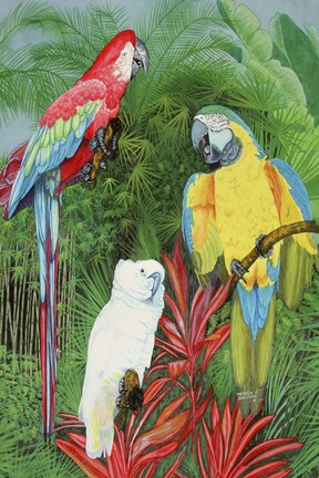 Framed 3 Parrots Print