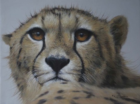 Framed Cheetah Study Print