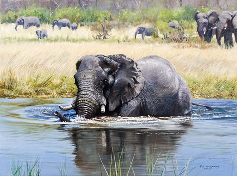 Framed Elephant, Okavango Delta Print
