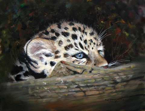Framed Peekaboo Amur Leopard Cub Print