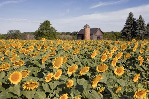 Framed Sunflowers &amp; Barn, Owosso, MI 10 Print