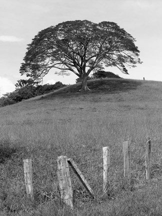 Framed Lone Tree &amp; Fence, Costa Print