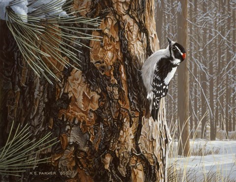 Framed Winter Pine- Downy Woodpecker Print