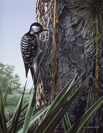 Framed Red Cockaded Woodpecker Print
