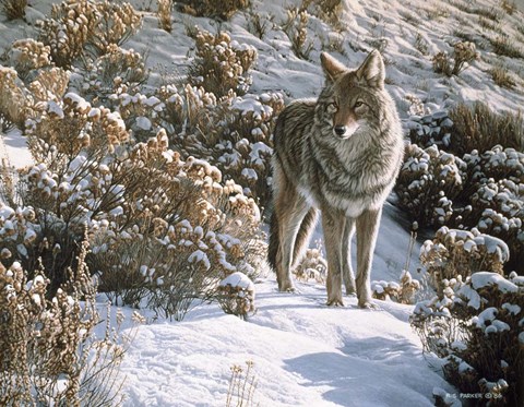 Framed Winter Sage- Coyote Print