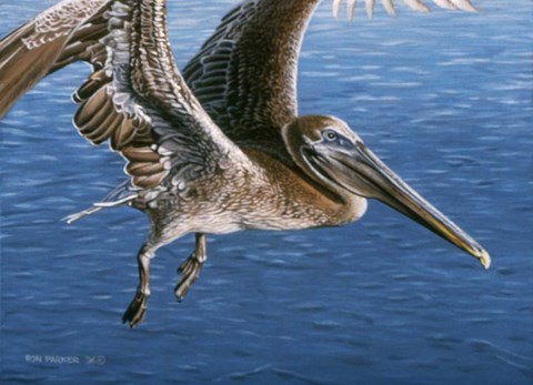 Framed Flying Pelican Print