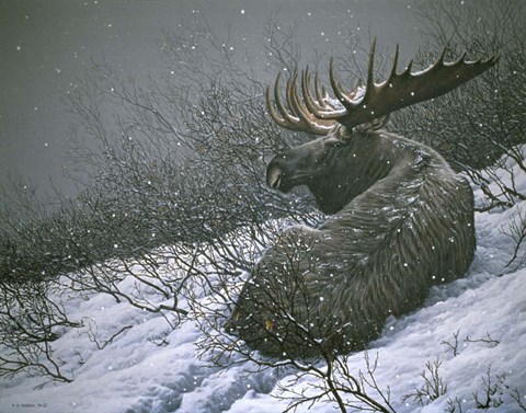 Framed Moose In The  Brush Print