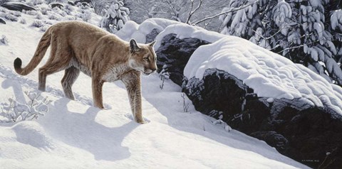 Framed Soft Snow- Cougar Print