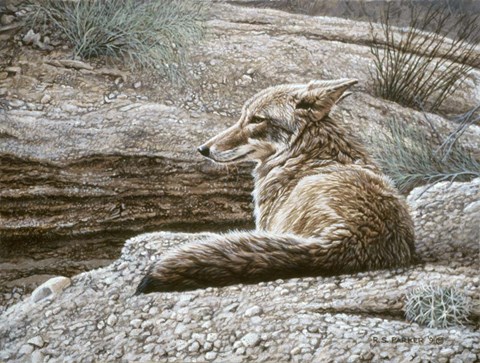 Framed Resting Coyote Print