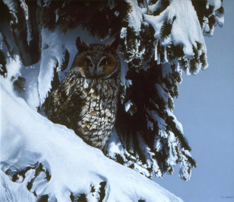 Framed Long Eared Owl Print
