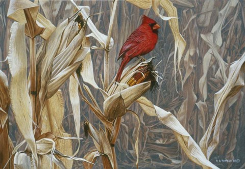 Framed Autumn Cornfield - Cardinal Print