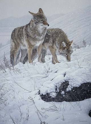 Framed Winter Storm- Coyotes Print