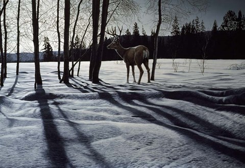 Framed Afternoon Shadows- Mule Deer Print