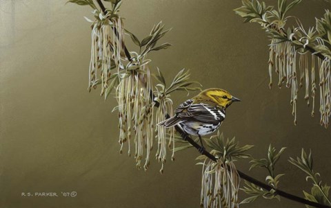 Framed Black Throated Green Warbler Print