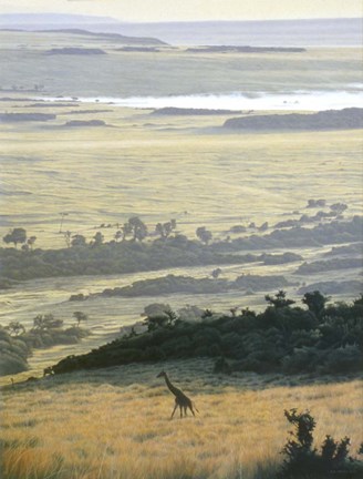 Framed Morning On The Mara Print