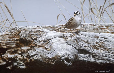 Framed White Crowned Sparrow Print