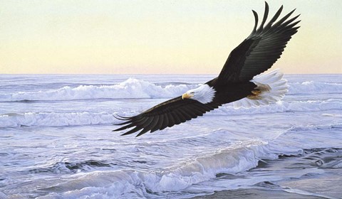 Framed Ocean Dawn- Eagle Print