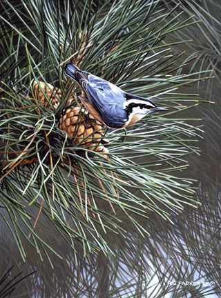 Framed Nuthatch On Pine Cone Print