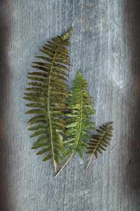 Framed Woodland Fern VI Print