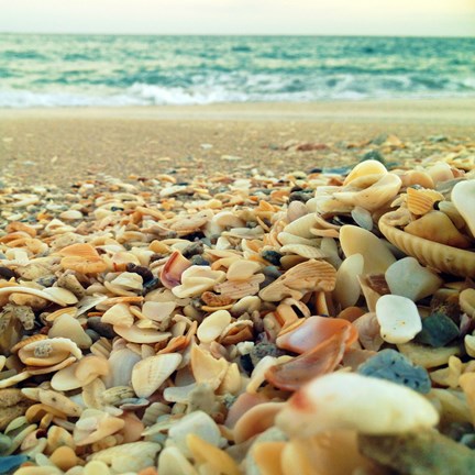Framed Shells Beach I Print