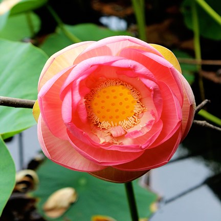 Framed Red Lotus I Print