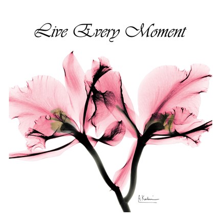 Framed Moment Orchid Print