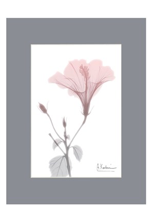 Framed Hibiscus B49 Pink Matte Print