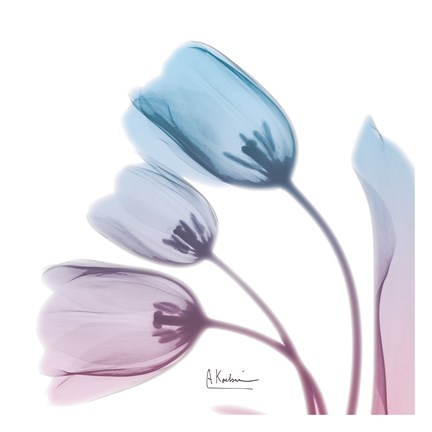 Framed Soft Tulips Rose Serenity Print