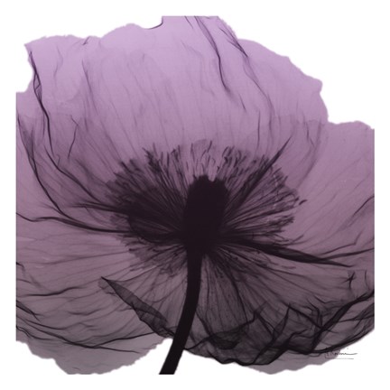 Framed Poppy Purple Print