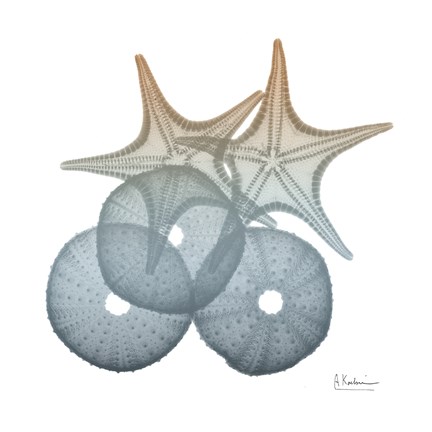 Framed Earthy Hues Sea Urchin and Starfish Print