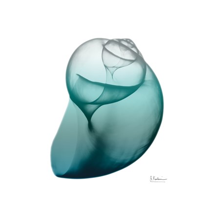 Framed Teal Water Snail Print