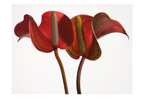 Framed Anthurium 1 Print