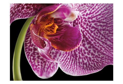 Framed Purple Orchid 2 Print
