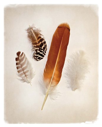 Framed Feather Group I Print