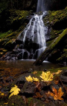 Framed Waterfall Maple Leaves Print
