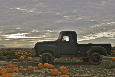 Framed Black Truck In Pumpkin Patch 1 Print